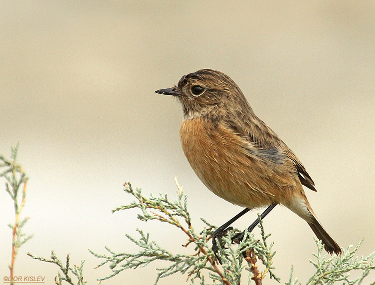    European Stonechat  Saxicola rubicola  Maagan Michael November 2011 Lior Kislev            